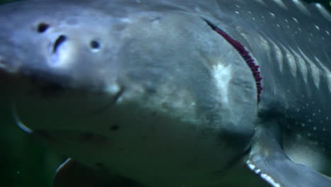 Extreme-Nahaufnahme-Von-Weißen-Störfischen,-Die-Unter-Wasser-Schwimmen