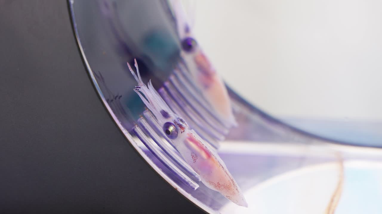 불꽃 오징어 클로즈업