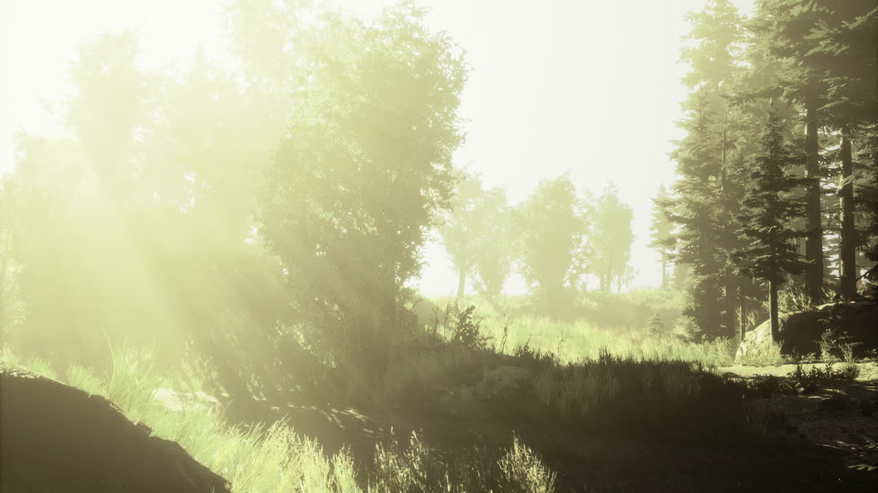 Sunlight filters through trees creating a serene atmosphere in a forest