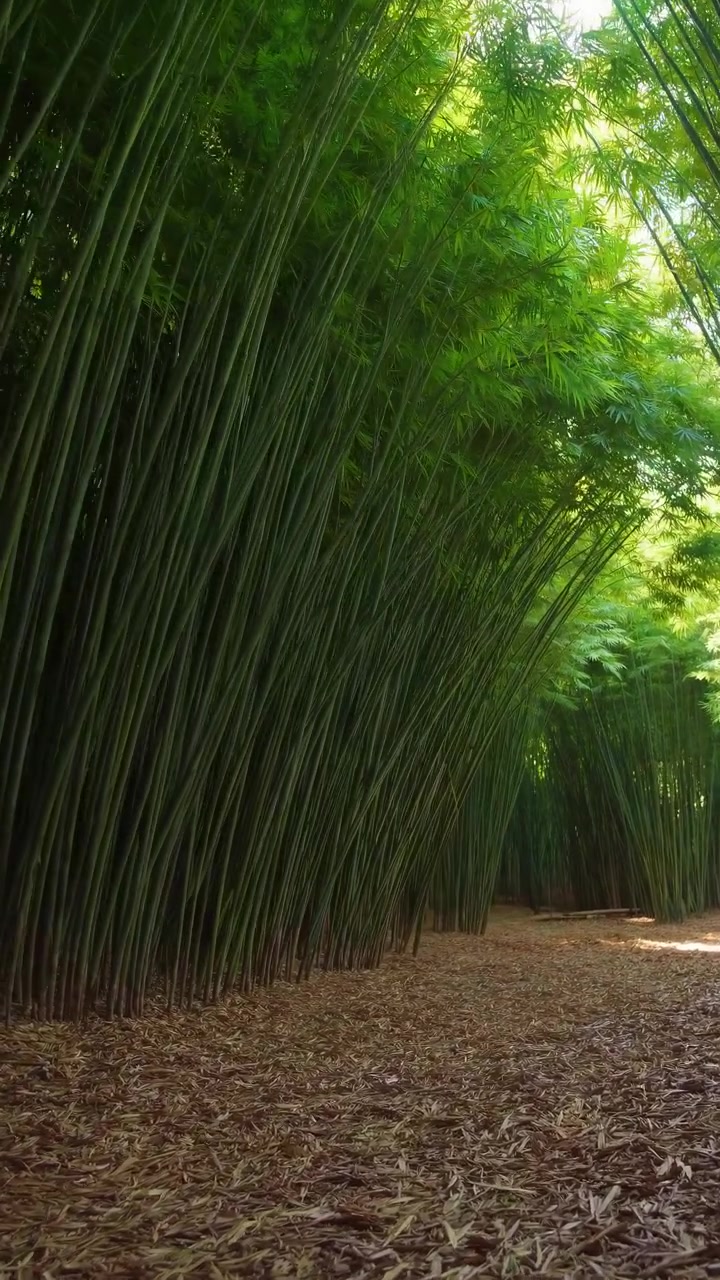 Sentiero lussureggiante nella foresta di bambù con la luce del sole che filtra tra le foglie