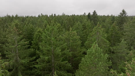 aerial exploration of lush woodland from drone perspective