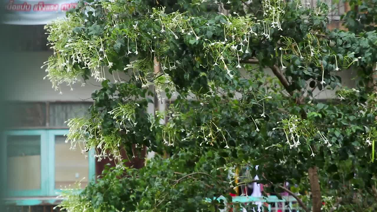 폭우 아래 바람에 부는 코르크 나무