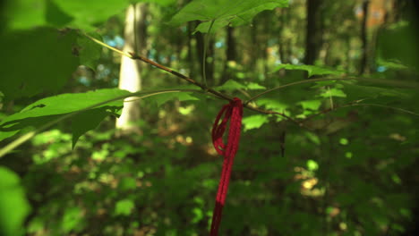 red string tied on a branch marking the trail on a path