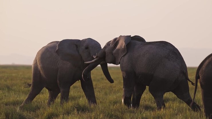 Jovens Elefantes Africanos Brincalhões Brincando na África no Parque Nacional Amboseli no Quênia em um Safári de Vida Selvagem, Comportamento Animal de Elefantes uns com os Outros em uma Manada