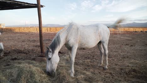 burro y caballo blanco comiendo heno, moviendo la cola para mantener alejadas a las moscas de su cuerpo en el granero