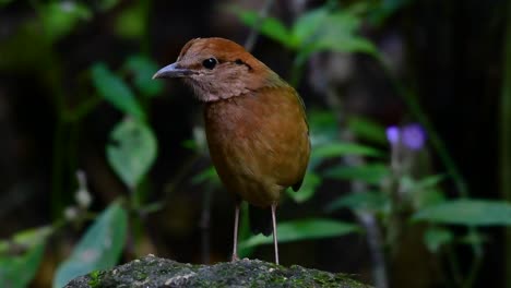 the rusty-naped pitta is a confiding bird found in high elevation mountain forests habitats, there are so many locations in thailand to find this bird