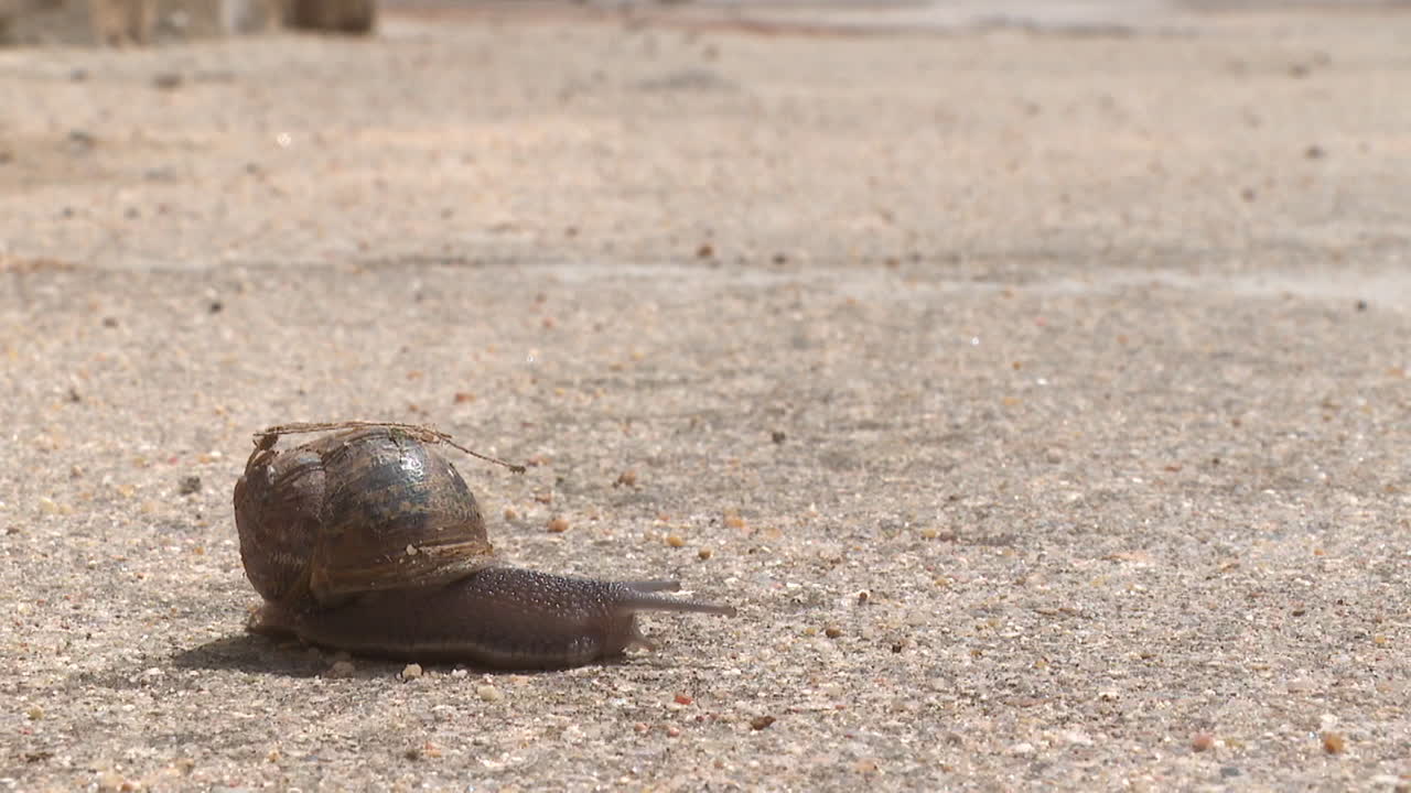 Snail on concrete