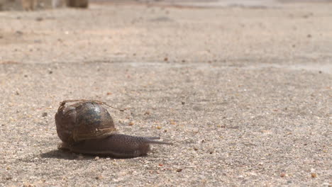 snail on concrete