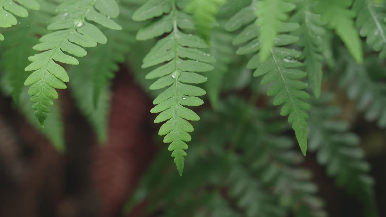 bosque tropical verde exuberante, la luz del sol cayendo en el helecho, rack enfoque macro nueva zelanda