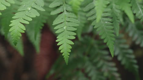 Exuberante-Selva-Tropical,-La-Luz-Del-Sol-Cayendo-Sobre-El-árbol-De-Helecho,-Rack-Focus-Macro-Nueva-Zelanda