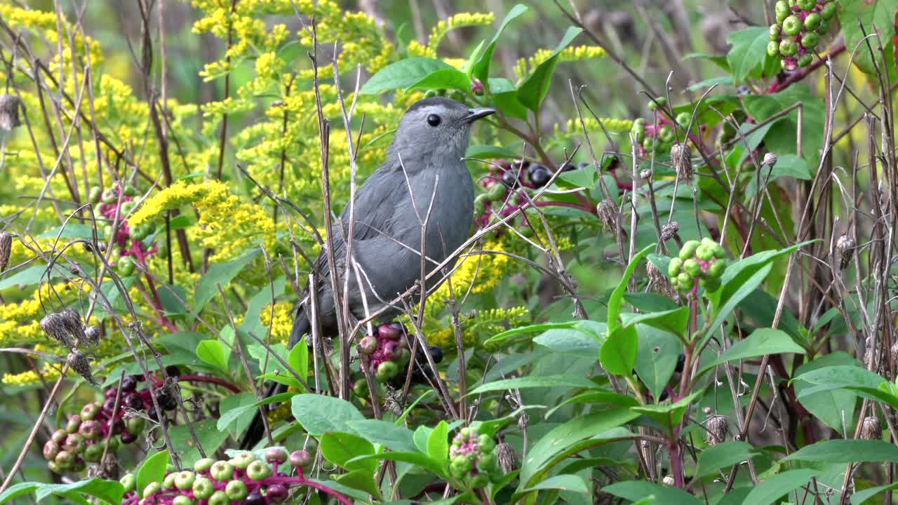un pájaro gato sentado en un arbusto de bayas y mirando a su alrededor en busca de peligro