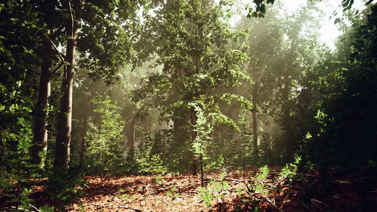 la luz del sol fluye a través de un bosque