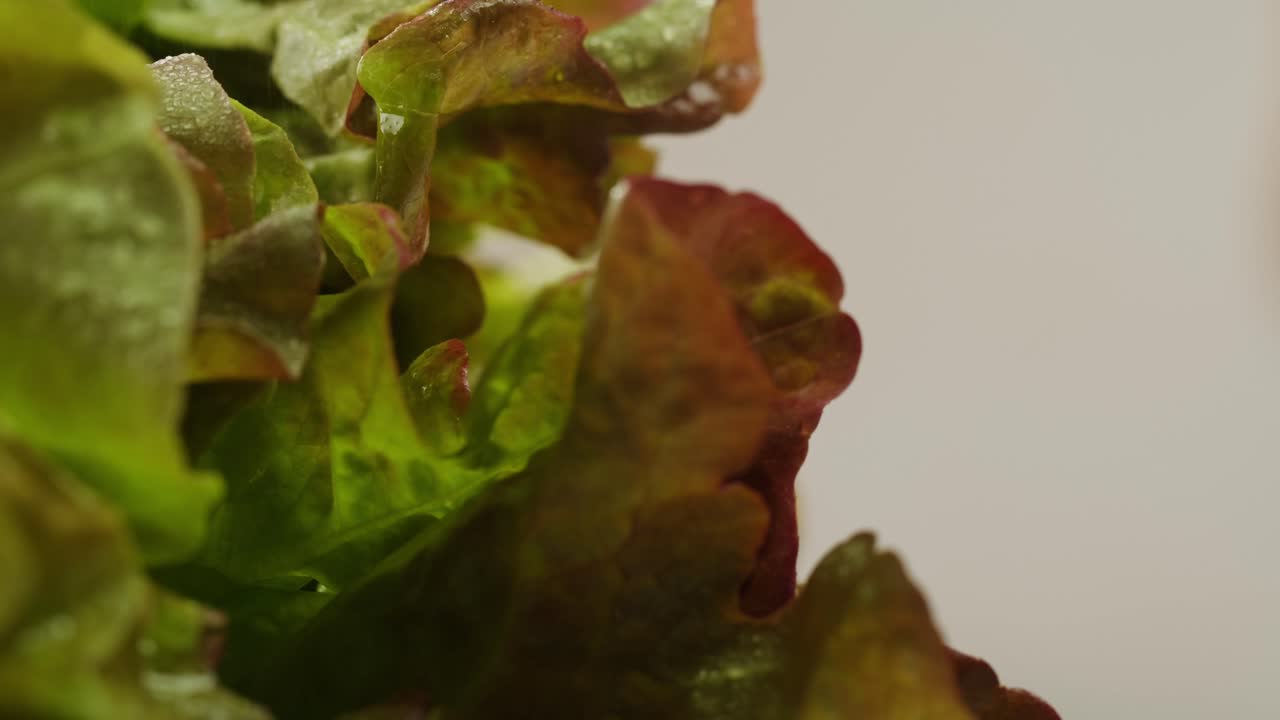 Fresh salad green lettuce leaves on white background close up macro, vegan food.