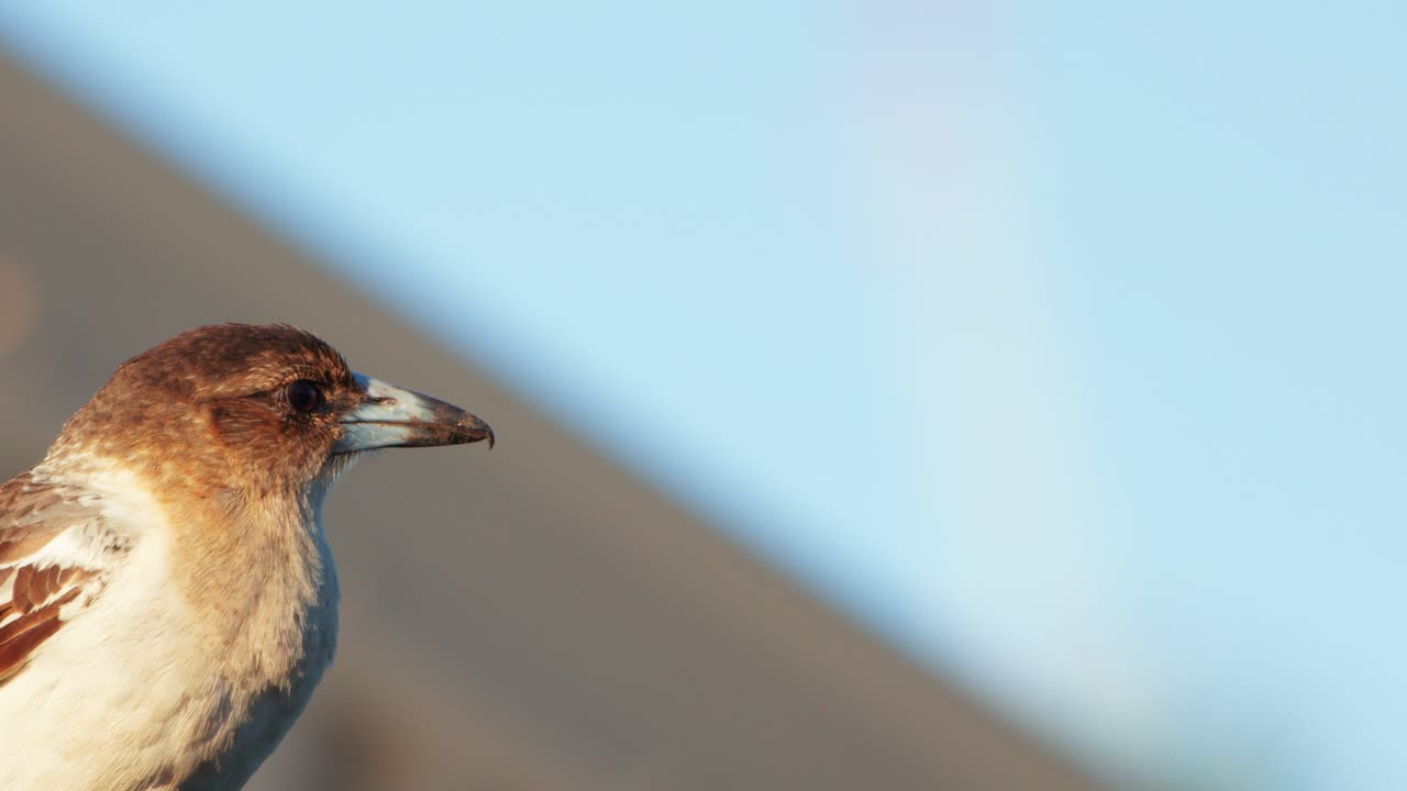 A butcher bird sits on a wooden structure in bright natural light, gently turning its head. Shallow depth of field and steady camera create a calm mood