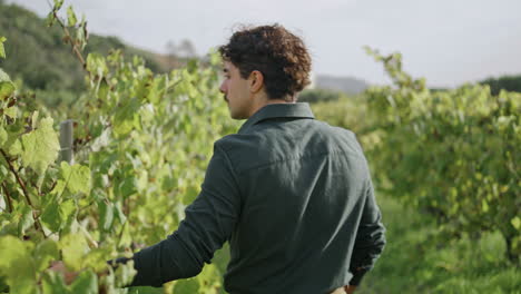 Joven-Agricultor-Caminando-Por-Un-Viñedo-Tocando-Hojas-Amarillas-Vista-Posterior-De-Cerca.