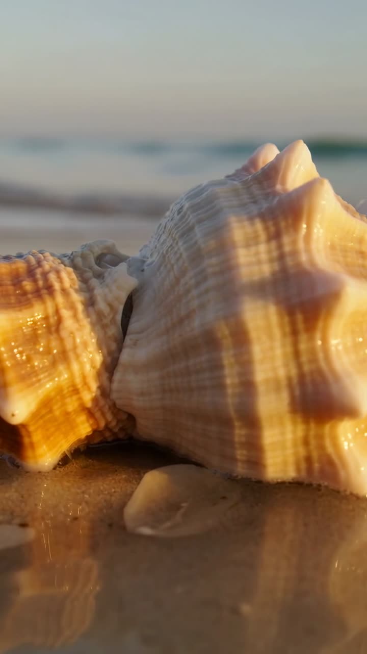 Vertical video: Resting paired shells glowing on wet sand at sunrise as shallow wave coming