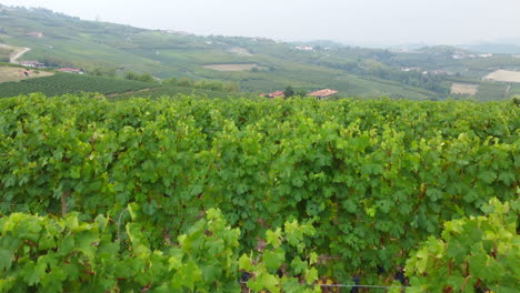 vineyards organic agriculture aerial view in langhe, piedmont