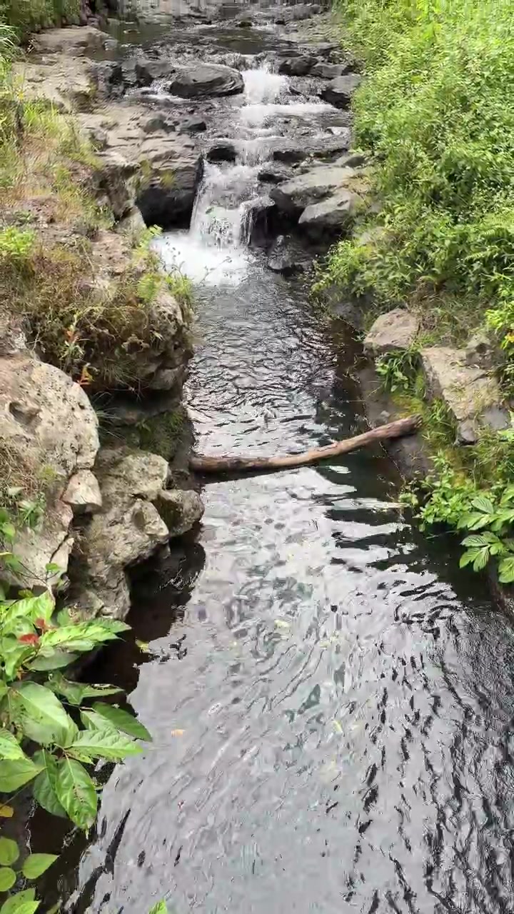 Pequeña cascada fluyendo hacia un arroyo rocoso en un bosque exuberante.