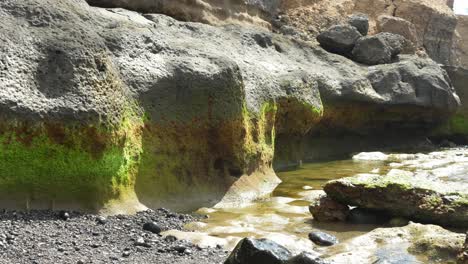 moss growing on rock affected by erosion in tenerife island