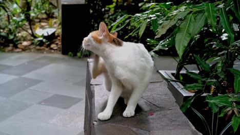 Gato-Callejero-Blanco-Y-Naranja-Tomando-Un-Descanso-De-La-Búsqueda-De-Alimento-En-Un-Parque-Makati