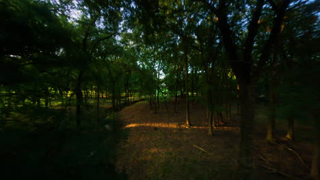 moody aerial drone flythrough of an ivy green forest. slow, elegant camera movement with a mystical, fantasy-inspired atmosphere