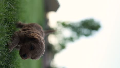 newborn goldendoodle breed of puppy dog prancing through grass - vertical