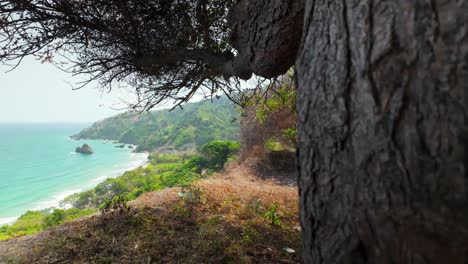 a panoramic shot starts with a tree and reveals the beach below, with the sea and venezuelan coastline vegetation in the background.