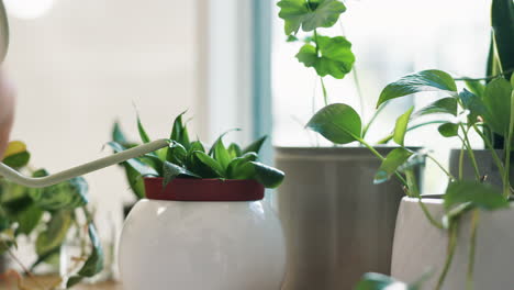 watering houseplants at the window