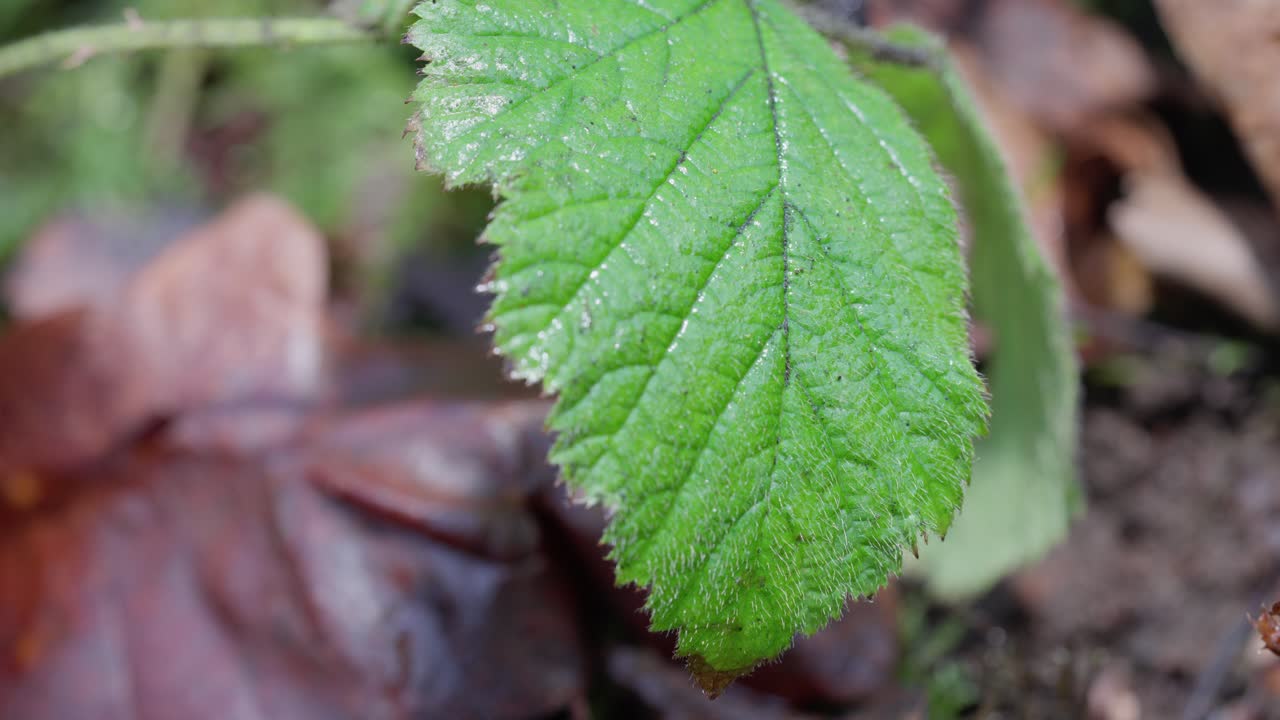Macro close-up de orvalho em uma folha verde serrilhada tipo silva na Escócia, profundidade de campo rasa com bokeh suave e textura natural — detalhe de natureza fresca e calmante.