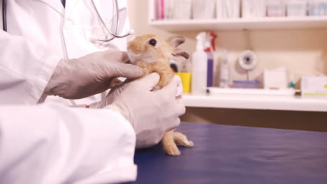 Veterinarios-Examinando-Un-Conejito