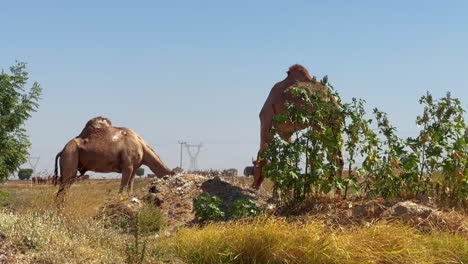 Camellos-Alimentándose-En-El-Campo-Nigeriano