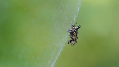 spiny orb-weaver spiders on cobweb in tropical rain forest.