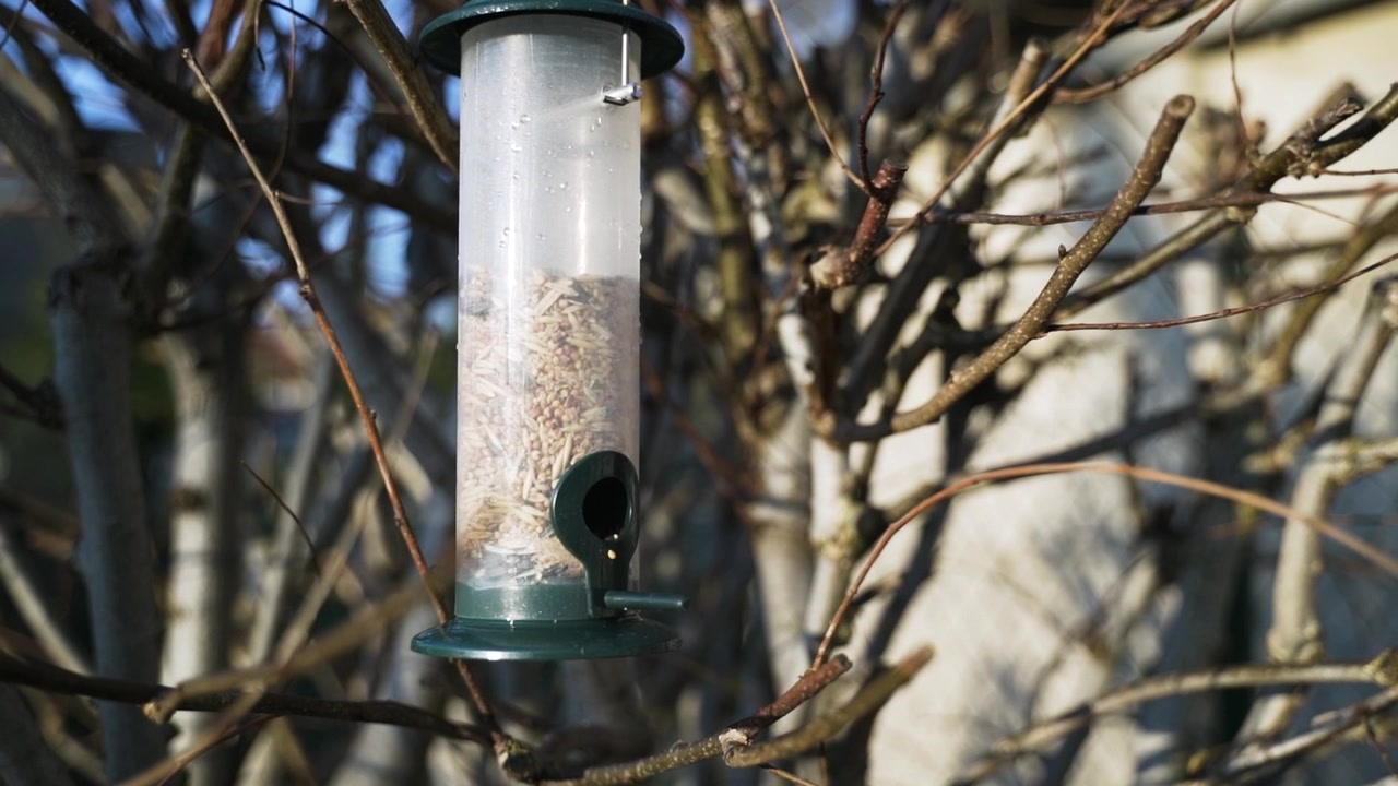 bird food hanging in a bush