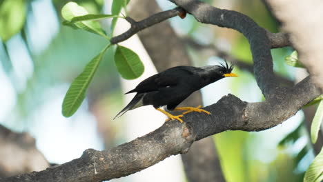 funny great myna or white-vented myna bird walking perched on tropical tree branch and looking out prey