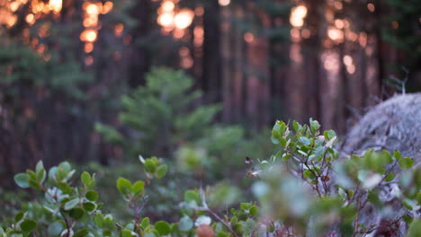 Timelapse-De-La-Puesta-Del-Sol-Desde-El-Parque-Nacional-Kings-Canyon-En-California