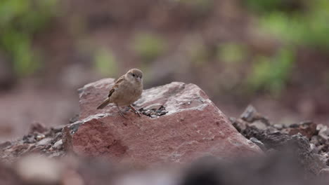 female sparrow sitting on a rock looking around