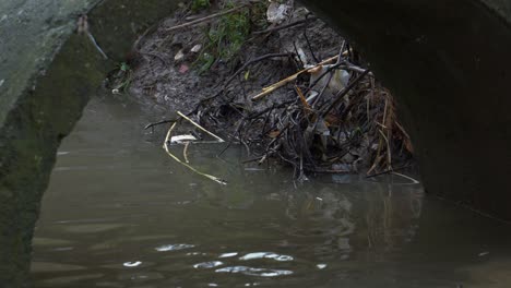 Ratte-Versteckt-Sich-Unter-Rohrleitungsrohren-Des-Kanalentwässerungssystems-Der-Stadt-Mit-Verschmutztem-Wasser