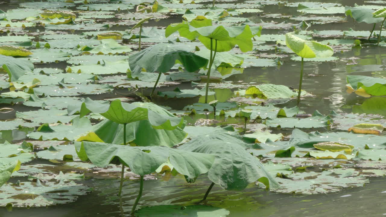 A serene large green lotus leaf floating on a natural pond, gently moving with the breeze. Capturing the peaceful beauty of nature with subtle ripples and reflections on the water’s surface.