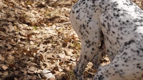 dog playing with stick in forest