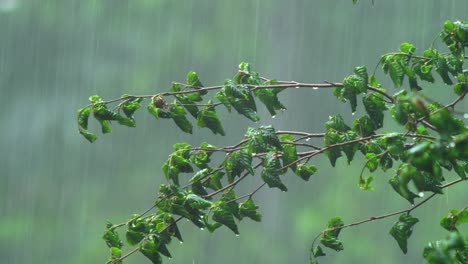 A-Beech-Tree-Branch-Getting-Drenched-By-Heavy-Rain