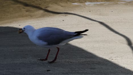 la gaviota picoteando la comida y caminando