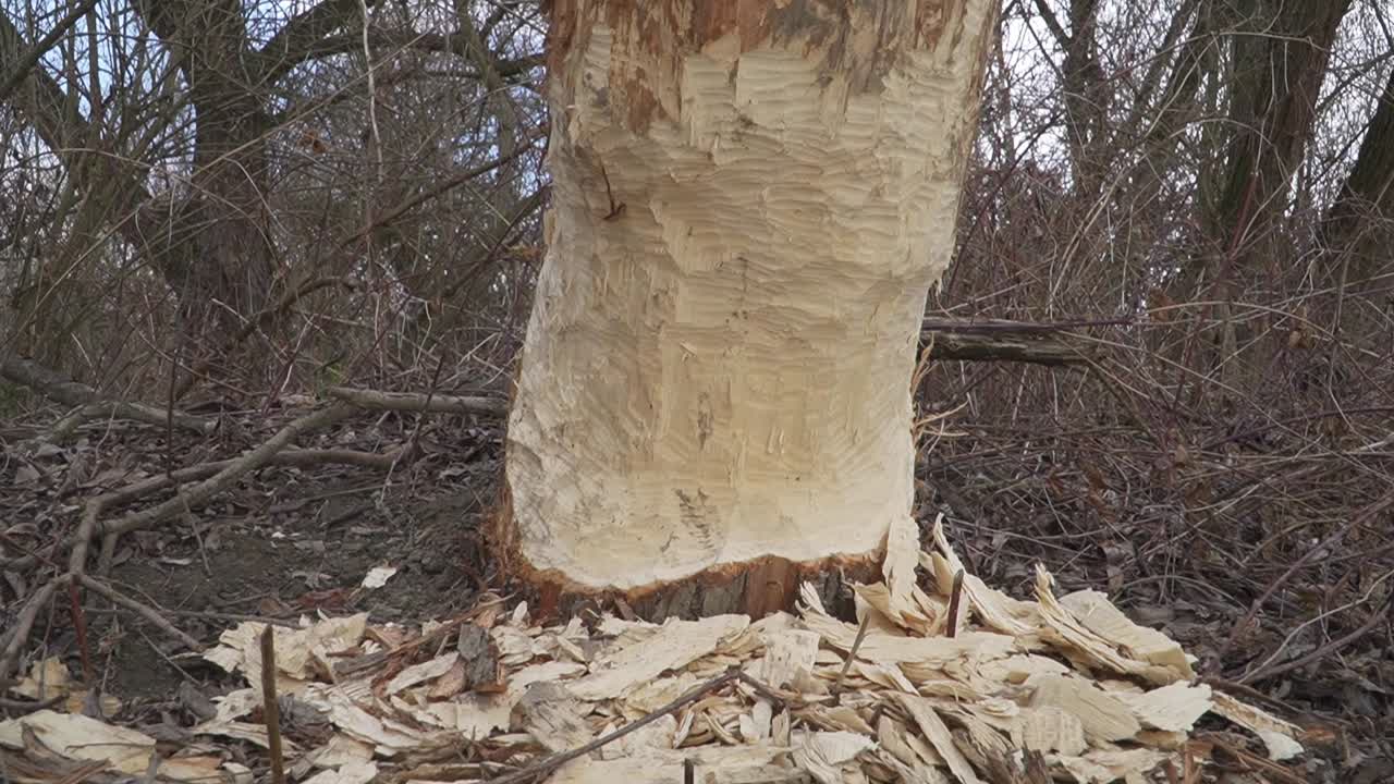 A tree trunk shows distinct beaver chew marks at its base, surrounded by fresh wood shavings. Illustrates wildlife impact on nature.