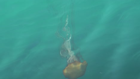 sea nettle jellyfish with long tentacles