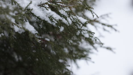 frozen branches