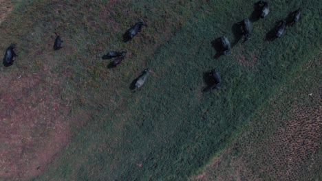 drone shot getting up view from above of a green and yellow field of grass with bulls with horns and cows eating grass