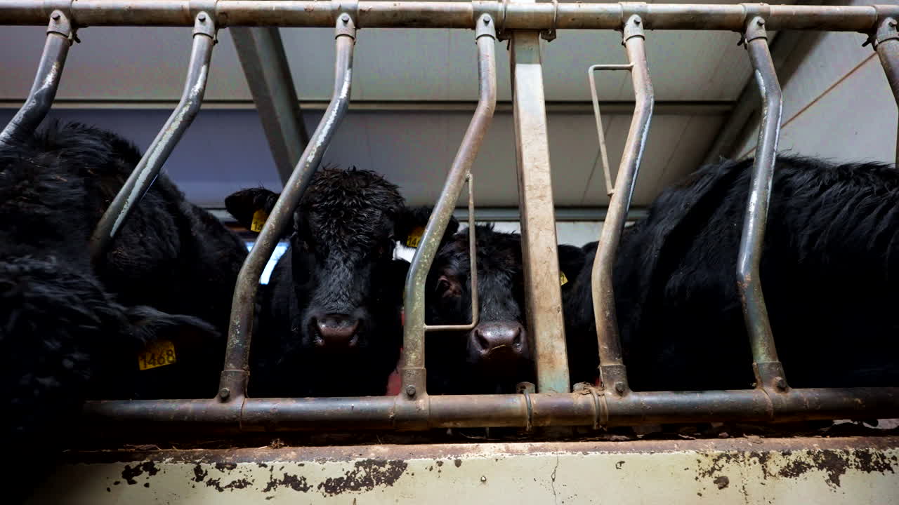 Angus beef cattle inside a barn, feeding and calmly resting, sustainable farming practices as they move heads to stare, low pan right