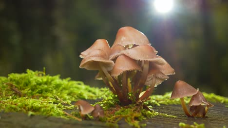 Beautiful-slide-shot-of-lighting-mushroom-group-growing-out-of-green-moss