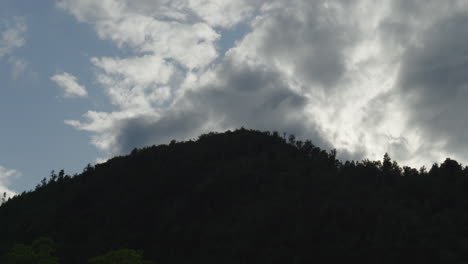 high tree line above lake rotoma, rotorua, new zealand.