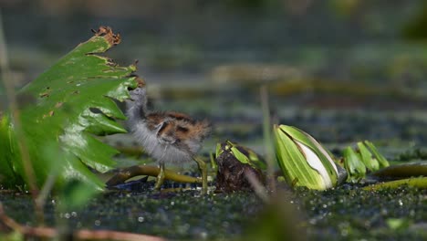 hermosos pollitos de jacana alimentándose en el estanque de nenúfares por la mañana