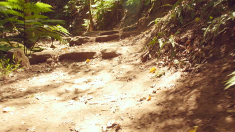vista en bajo ángulo del sendero forestal